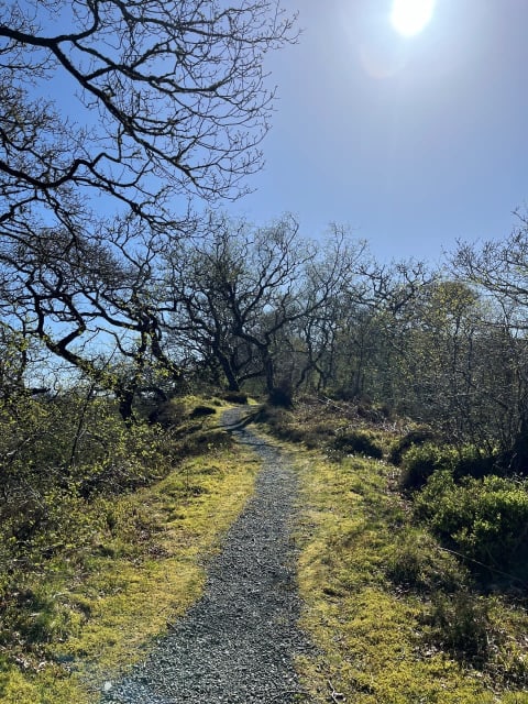 Sunny woodland path