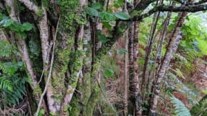 5 places to see rainforest in Argyll