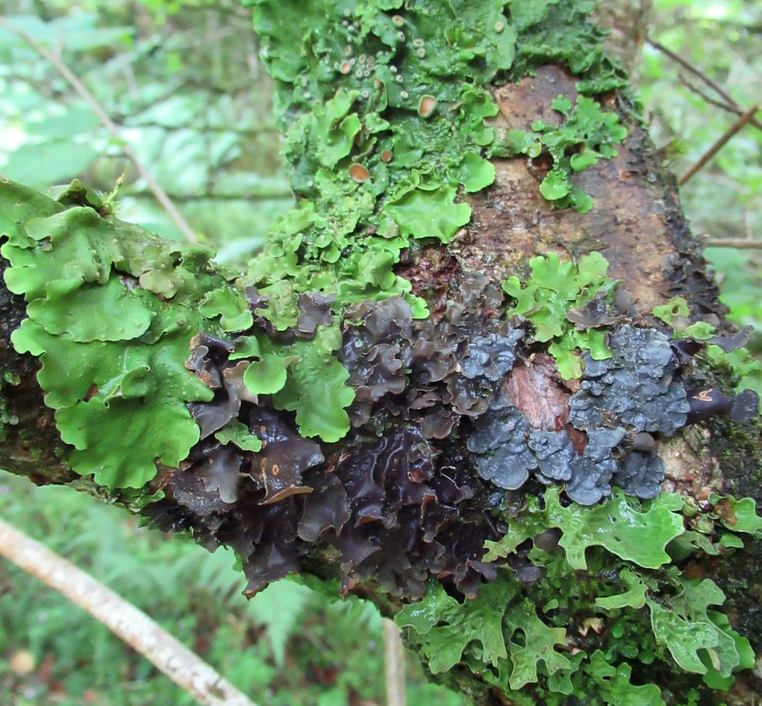 Moss and Lichen species on tree branch