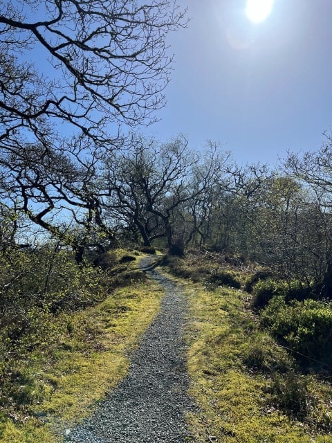 Sunny woodland path