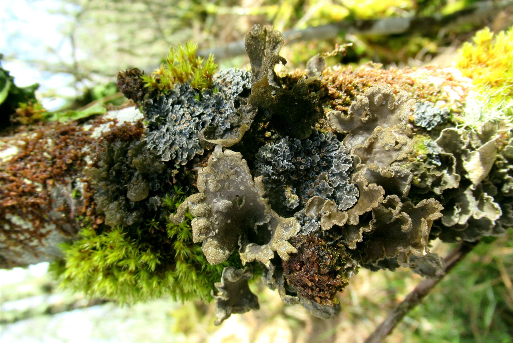 Lichen and moss on a branch