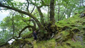 Scotland's temperate rainforest and me - a blog by ACT's Woodland Coordinator, Ian