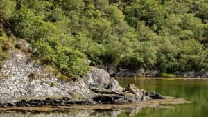 Saving Argyll's Rainforest