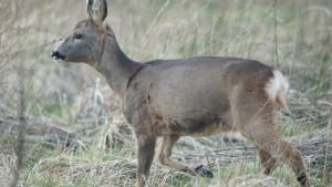 Rinns of Islay community deer larder